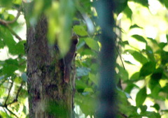 Sittasomus griseicapillus