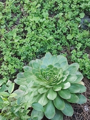 Aeonium