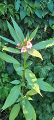 Impatiens glandulifera