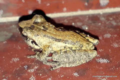 Pseudophilautus