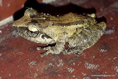 Pseudophilautus