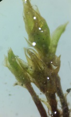 Bryopsida