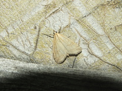 Udea lutealis