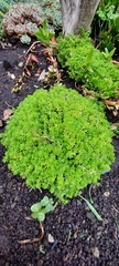 Sedum japonicum