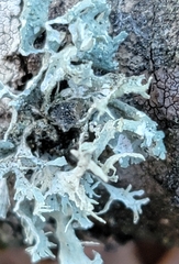 Ramalina