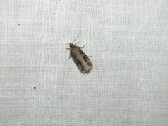 Endothenia quadrimaculana
