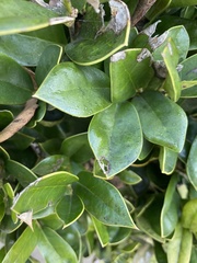 Ilex cornuta