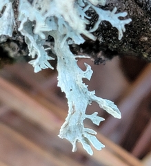 Ramalina