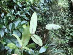 Cryptolepis sinensis