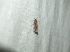 Endothenia quadrimaculana