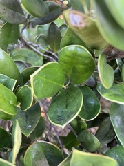 Ilex cornuta