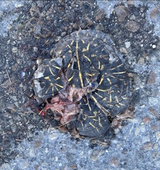 Terrapene carolina bauri