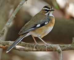 Cercotrichas quadrivirgata