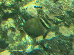 Acanthurus leucopareius