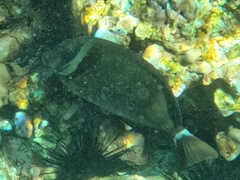 Acanthurus leucopareius