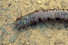 Gymnophiona