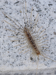 Scutigera coleoptrata