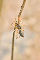 Misumenops