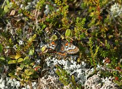 Euphydryas iduna