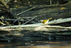 Myiothlypis rivularis