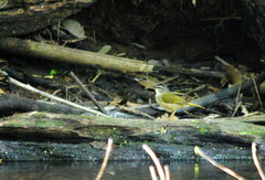 Myiothlypis rivularis