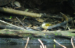 Myiothlypis rivularis