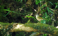 Myiothlypis rivularis