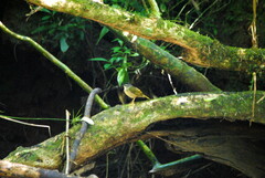 Myiothlypis rivularis