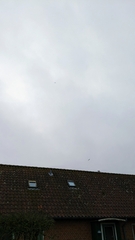 Milvus milvus milvus