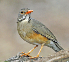 Turdus libonyana