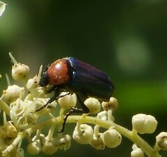 Leucocelis amethystina