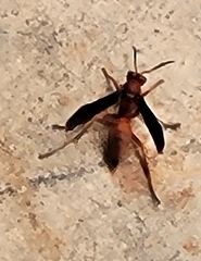 Polistes rubiginosus