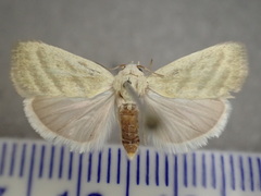 Earias paralella