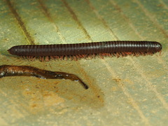 Litostrophus scaber