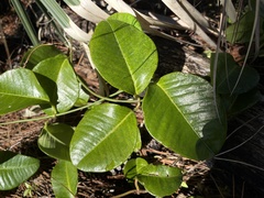 Echites umbellatus