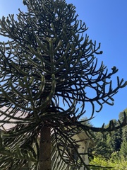 Araucaria araucana