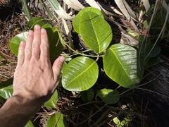 Echites umbellatus