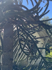Araucaria araucana
