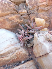 Crassula macowaniana