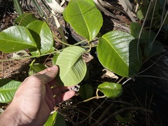 Echites umbellatus