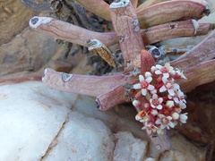 Crassula macowaniana