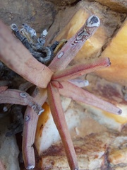 Crassula macowaniana