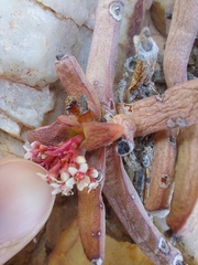 Crassula macowaniana