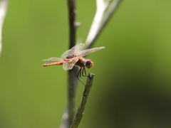 Urothemis assignata