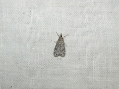 Eudonia truncicolella