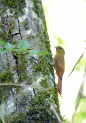 Sittasomus griseicapillus