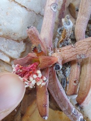 Crassula macowaniana