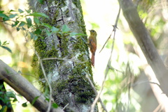 Sittasomus griseicapillus