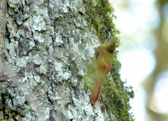 Sittasomus griseicapillus