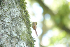 Sittasomus griseicapillus